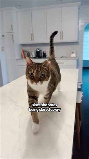 The cat who hates everyone… met her match | The Pack