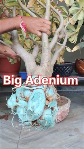 adenium repotting l desert Rose l adenium bonsai #adenium