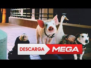 Descargar Babe el Puerquito Valiente 1 & 2 En Español Latino