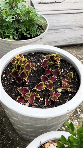 Coleus Cuttings