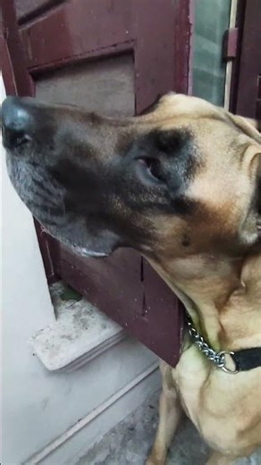 #my#friend#great#dane#Barking#but#still#charming 😂🐾”