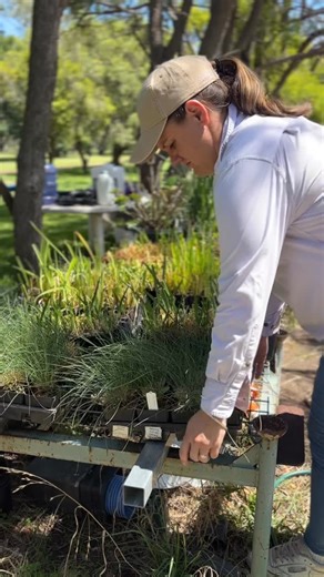 I’ve had these plants in the nursery for the last couple of weeks and now that they’ve been trimmed back, fertilised and have hardened off it’s time to get them in the ground. Dan dropped off these @makitaaustralia auger drill bits for me to try and I wish he’d dropped them off sooner! They made super light work of digging all the holes to get these in the ground even on our heavy clay areas. What would have normally been a half hour job was done in less than 10 minutes. I’ve planted a blue fesc