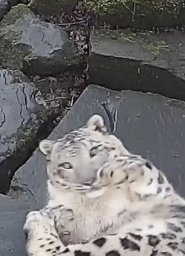Hilarious Snow Leopard Camera Moments