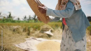 Rice Harvesting Process. Balinese Farm Worker Women Sifts and Throws Rice at the Field. Traditional Asian Agriculture. 4K Slowmotion Footage. Bali, Indonesia.