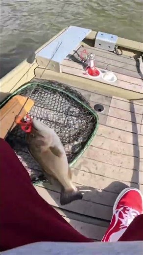 Punching through Tree Limbs With The Berkley Pit Boss