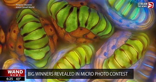 Little things in life celebrated in micro photo contest