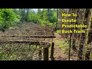 Setting Up Predictable Buck Trails on High Ground Peninsulas With Hinge Cut Trees