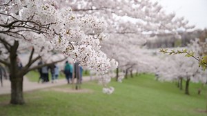 Wind Moves Japanese Cherry Sakura Tree Branch with People Walking In Distance | Premium Stock Video Footage