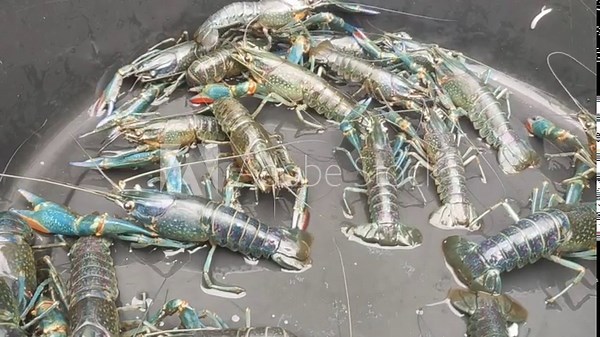 Aquaculture Techniques for Freshwater Lobsters