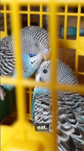 The Budgerigar: Amazing ability to mimic speech | 4K Wildlife