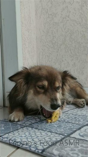 Dog ASMR | Crunchy Raw Bone Chewing (Subtle Outdoor Sound, No Talking)