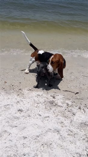 Basset Hound Dog Named Ruckus 🐶 on Instagram: "Ruckus took a trip to Davis Island Dog Beach. He dipped his toes in the water, sniffed out the locals, and waltzed off . Typical basset behavior! #bassethound #bassethoundsofinstagram #dogsofinstagram #dogmom #dogoftheday #dogstagram #dogstagram #funny #dogsofinsta #dogs"