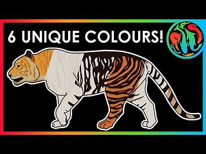 The 6 Unique Colour Patterns of Tigers and what they mean for humans