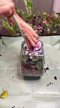 DIY Mini Glass Garden with Goldfish Plant & Cyclamen #shorts #terrarium
