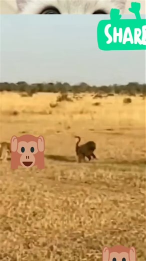 #viralvideos #20000mah #crocodile #leopard #monkey #attack | Martins Ashuma