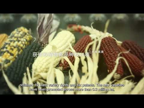 Generations of breeders in pursuit Waxy Maize and Its Cultural Heritage