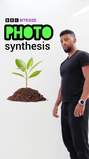 BBC Bitesize on Instagram: "Biology - photosynthesis explained by @mattgreen.jgm  #BitesizeHomework #Homework #BiologyHomework #Biology #Year9Biology #Year9 #BiologyTest #Photosynthesis"