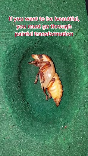 insect lover on TikTok