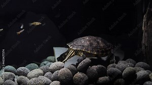 Handheld static shot of a turtle yellow belly slider (Trachemys scripta troostii) looking for food on a rock bottom of an aquarium. With fish and algae eater in a tank.