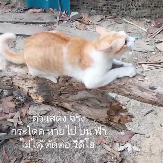 แมว? ซุปเปอร์กระโดดJumping disappearing into the sky?The video is not edited | #cute #shorts #cat