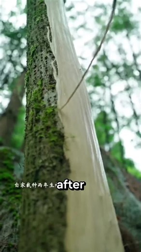 Turning Trees into Useful Products: A Journey