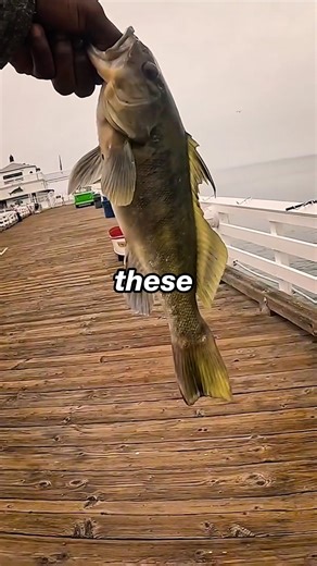 Do you eat the fish you catch?🔥🤙🏾#fishing #shorts #short