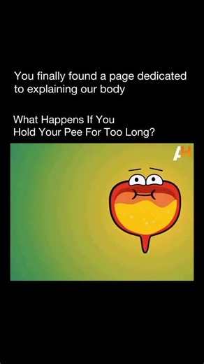 Explaining Our Body on Instagram: "Holding your pee for too long puts pressure on your bladder and can weaken its muscles over time, making it harder to fully empty in the future. It increases the risk of urinary tract infections because bacteria have more time to grow, and in extreme cases it can cause bladder stretching, pain, or even backflow toward the kidneys, which can damage them. Occasional holding is usually fine, but doing it regularly can lead to long-term urinary problems."