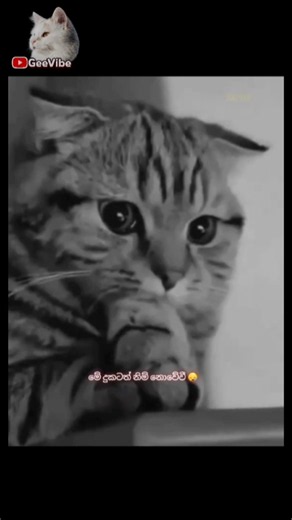 🎶Sinhala Song Lyrics Video♫ Subscribe කරල support එකක් දෙන්න #catworld #mycat #lovelycat #matecat