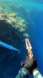 Somosomo Strait Surprise Hammerhead Inches Away #SomosomoStrait #SharkMoment #OceanDrama | Village life storise