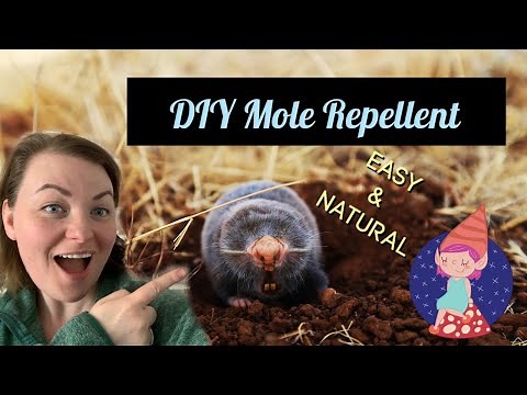 Homemade Ground Mole Repellent with Dawn Dish Soap and Castor Oil