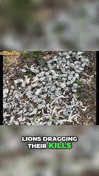 GRAPHIC: Mysterious Skulls Discovered In Woods