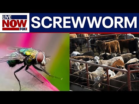 Concern over infamous "screwworm" fly near Mexican border