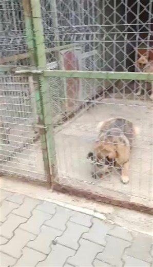 our dogs need your help, we need your help. did you know you can also sponsor a dog with us. please get in touch if you can help or donate to the PayPal; PayPal.me/Dorasdogs follow us on fb and be part of our Amicii Family 💜 #fyp #streetdog #rescuedog #rescuedogsoftiktok #help