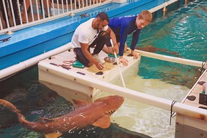 Shark Care Experience - Clearwater Marine Aquarium