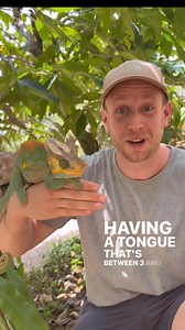 65K views · 2K reactions | Creature of the day: The Parson’s Chameleon Parson's chameleon is a species of chameleon in the family Chamaeleonidae that is endemic to eastern and northern Madagascar. It is found from lowlands to an altitude of 1,195 m above sea level and mainly inhabits humid primary forest, but can also occur in disturbed habitats with trees. (Wikipedia)  @bendessen IG | Angry Trini | Facebook