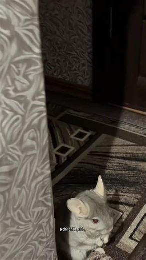 Chinchilla on Instagram: "so cute 😭😭 🔔 Follow: chinchilla_club_ for more Lovely things 💓🌼🥰 🎥 Credit: binafocused on TT ( Dm for credit or removal / All rights® are reserved & belong to their respective owners ) ⚠️ All rights® are reserved & belong to the photo owners. ​​​​​​​​) ============= 🤜 Tag your Friends and family who Love to see this ❤️ 🔔 Turn Post Notification On Thank you ! ❤️ #chinchilla #chinchillas #chinchillalove #chinchillagram #chinchillasofinstagram #chinchillacat #pers