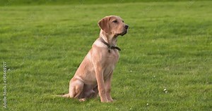 4k Slow motion A Labrador working dog waiting patiently for a command