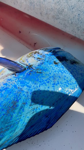 11M views · 208K reactions | Este es el DORADO mas BONITO A si...