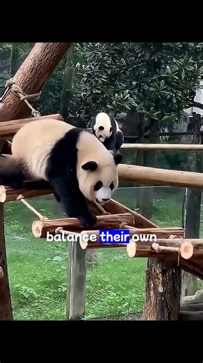 It would be funny if you knew why pandas keep falling down! 🐼😂 #shorts