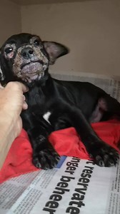 Bulletjie is doing much better, the antibiotics kicked in, and he is much more cheerful. We still need a foster home for him in the Somerset West area preferably. Bulletjie's mom is a Rottweiler and dad is a big black dog, so he will be a sturdy chap when fully grown. Once his infection and mange has cleared, he will also need a forever home. Please inbox us if you can help, or if you would like to adopt him | R.A.D