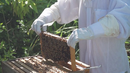 Health Spotlight | Honey or agave nectar - which is the better sugar replacement?