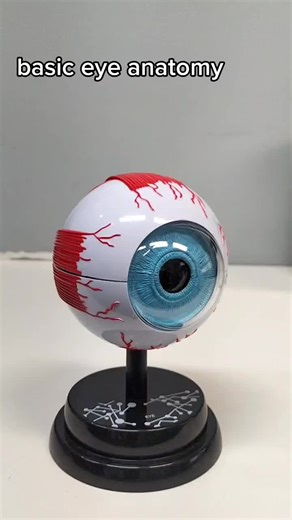 Basic eye anatomy. Here is a quick overview of the eye, let me know what part you'd like me to focus on next! 👁️ #optometrist #optometry #eye #eyes #eyeball #australia #optomsoftiktok #optoms #howthingswork #anatomy #anatomylesson