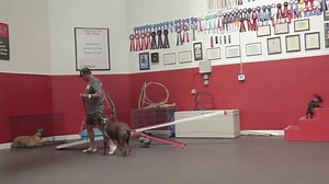 141K views · 357 reactions | Modern Technology.......Shock collars, remote collars, E-collars ain't what they used to be!! This video shows explanation, and definitely hang around for the actual training of her dog!! | Fred Hassen | Facebook