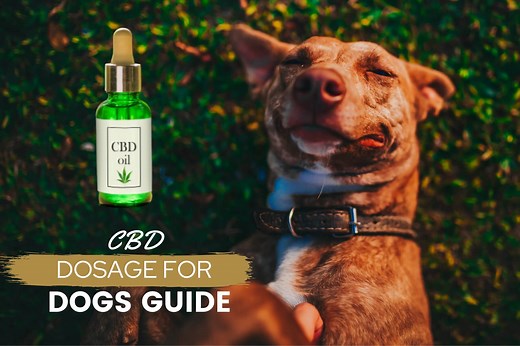 Dog CBD Oil Dosage Calculator: How Much CBD Should I Give My Dog? - Canine Bible