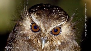A Call for Help: The Long-whiskered Owlet is endangered. The total world population is fewer than 1,000. But right now we have a unique opportunity to secure a lifeline for this species. If we act quickly, we can buy 173 acres of prime habitat in northern Peru for this and other rare birds. Can you help us -- and be part of ensuring a future for this tiny owl? https://abcbirds.org/Save-Two-Birds-with-One-Click | American Bird Conservancy