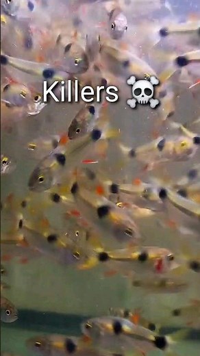 These tetras are beauty killer #shorts