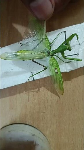 How to pin a Praying mantis | Entomology insect collection
