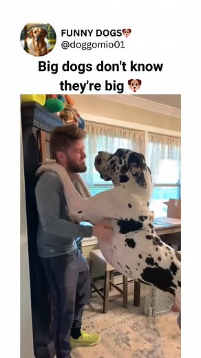 funny dog video on Instagram: "Big dogs don't know they're big"