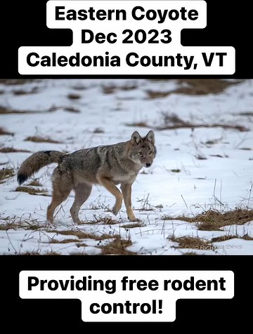 2K views · 52 reactions | Vermont Fish & Wildlife should be protecting coyotes for the vital role they play on our landscapes, not allowing them to be killed 365 days of the year. | Protect Our Wildlife Vermont | Facebook