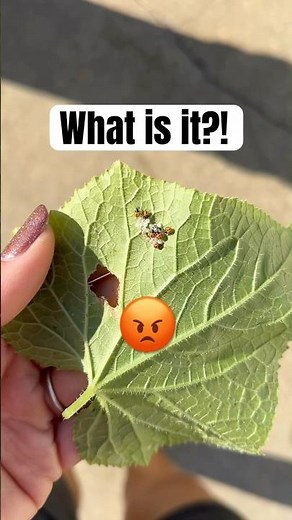 STINK BUGS 😡 Nymphs are hatching! #gardeningtips #pestcontrol #garden #growyourownfood